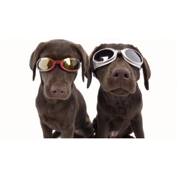 Doggles Solbriller til hund - Bilde 4