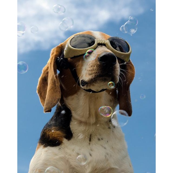 Doggles Solbriller til hund - Bilde 5