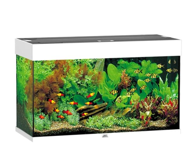 Akvarium Juwel 81x36x50 cm 125 liter - Bilde 4